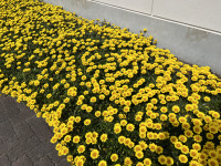 IMG_3770[1]